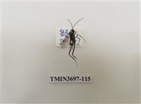 藏品(膜翅目(蜂))的圖片